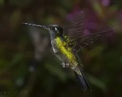 Eugenes fulgens