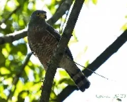 Buteo Magnirostris - Roadside Hawk