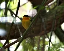 Manacus aurantiacus