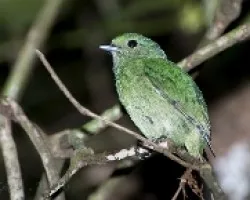 Lepidothrix coronata