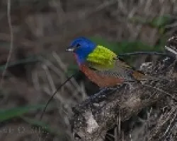 Passerina ciris
