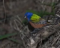 Passerina ciris