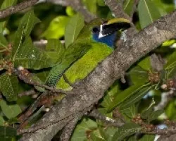 Aulacorhynchus prasinus