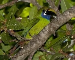 Aulacorhynchus prasinus