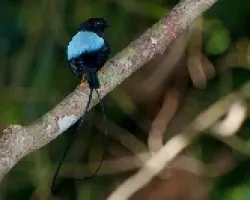 Chiroxiphia linearis