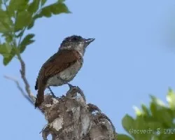 Pachyramphus aglaiae