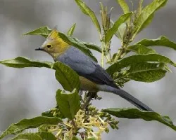Ptilogonys caudatus - Long-tailed Silky-Flycatcher 1