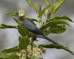 Ptilogonys caudatus - Long-tailed Silky-Flycatcher 2