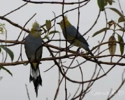 Parejita  Long-tailed Silky-Flycatcher