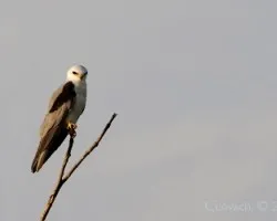 Elanus leucurus - White- tailed Kite