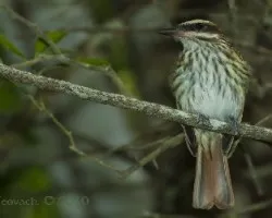 Myiodynastes maculatus - Streaked Flycatcher