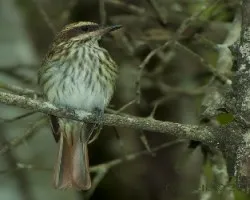 Myiodynastes maculatus - Streaked Flycatcher 2