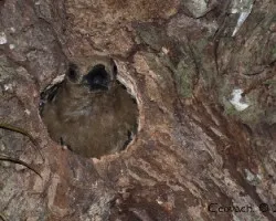 Melanerpes rubricapillus en nido