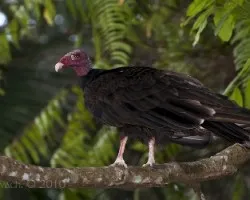 Cathartes aura - Turkey Vulture