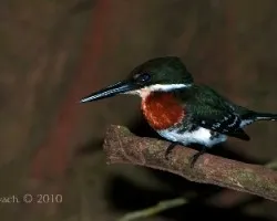 Chloroceryle americana - Green Kingfisher