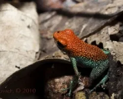 Oophaga granuliferus