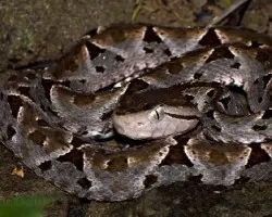 Terciopelo ((Bothrops asper) 01