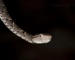 Terciopelo (Bothrops asper) 02