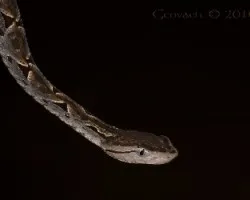 Terciopelo (Bothrops asper) 03