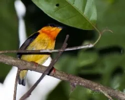 Manacus aurantiacus