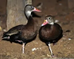 Pareja de piches ( Dendrocygna autumnalis - Black-bellied Whistling-duck)