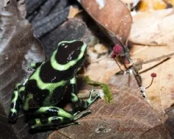 Ranita negro y verde