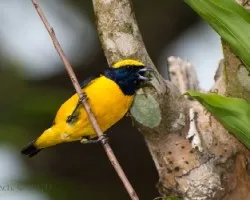 Euphonia laniirostris - Thick-billed Euphonia
