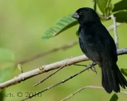 Oryzoborus funereus - Thick-billed Seed-Finch