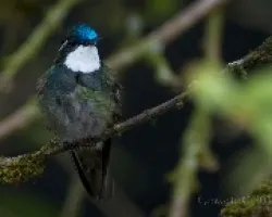 Larpornis castaneoventris - White-throated Mountain-gem