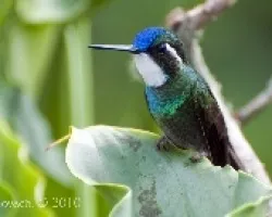 Larpornis castaneoventris - White-throated Mountain-gem 2