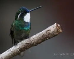 Larpornis castaneoventris - White-throated Mountain-gem 3