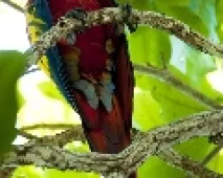 Ara Macao - Scarlet Macaw