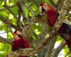 Ara Macao - Scarlet Macaw 2