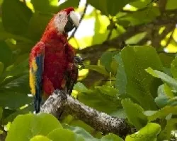 Ara Macao - Scarlet Macaw 3