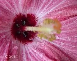 Flor con gotas
