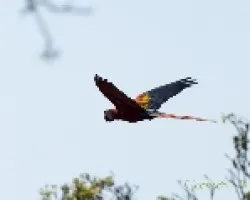 Ara Macao  al vuelo 01