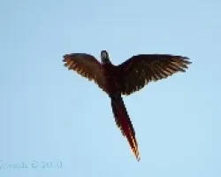 Ara Macao  al vuelo 02