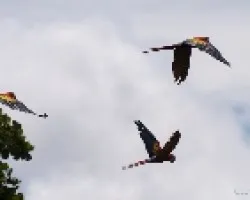 Ara Macao  al vuelo 03
