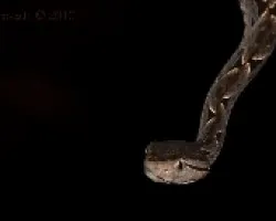 Terciopelo ((Bothrops asper) 04