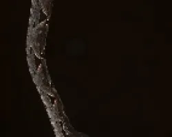 Terciopelo ((Bothrops asper) 05