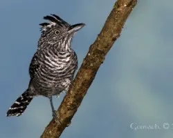 Thamnophilus doliatus