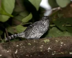 Thamnophilus doliatus