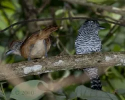 Thamnophilus doliatus