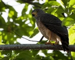 Roadside Hawk - Buteo magnirostris