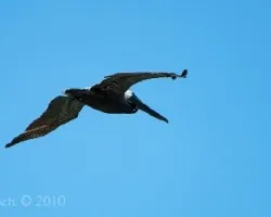 Pelicano en  vuelo 