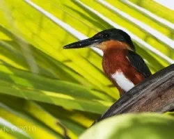 Chloroceryle aenea - American Pigmy kingfisher