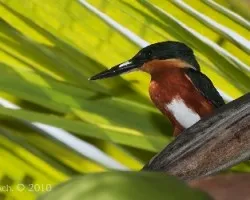 Chloroceryle aenea - American Pigmy kingfisher 2