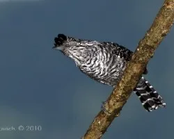 Thamnophilus doliatus