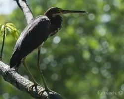 Egretta tricolor - Tricolored Heron (juvenil) 1