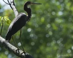 Egretta tricolor - Tricolored Heron (juvenil) 2